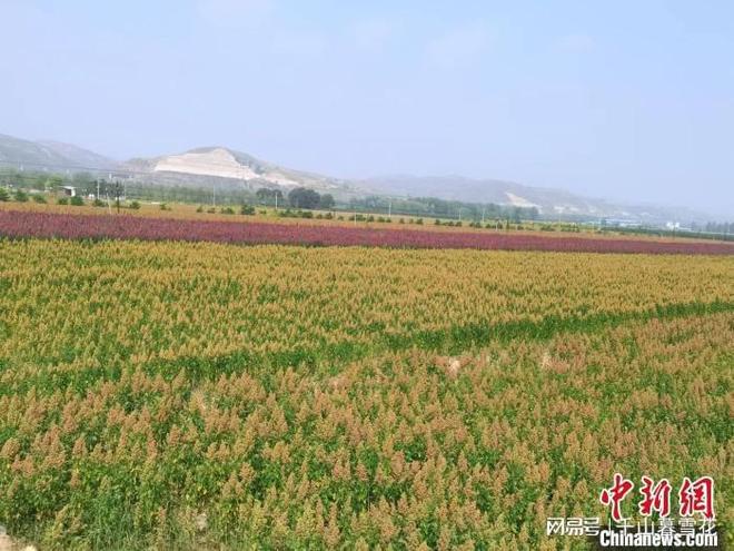 ”花开晋西北：“中国藜麦之乡”的破茧麻将胡了模拟器走进中国乡村）“洋庄稼