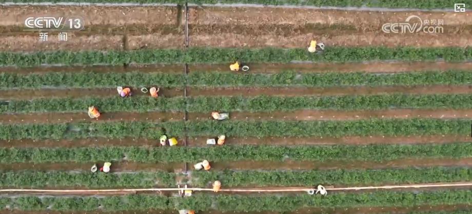 已近八成 特色轮作与多元种植模式促增产增收麻将胡了试玩金秋好“丰”景：全国秋粮收获(图1)